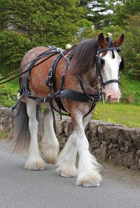 South Skye Carriages 1065391 Image 1